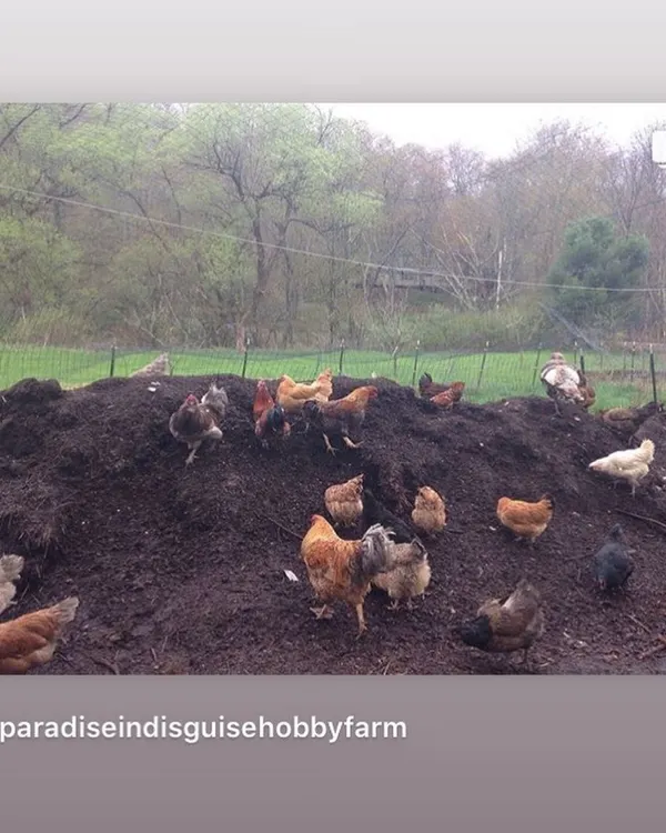 My flock of chickens are my best employees. They work the compost piles daily, aerating the material and adding their own fertilizer. This symbiotic relationship between farming and composting is a key topic I cover in my educational sessions.