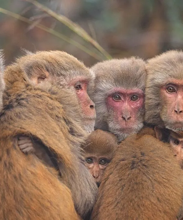 A family of Rhesus Macaques huddles together for warmth on a cold winter morning. The image is a powerful story of family bonds and survival.