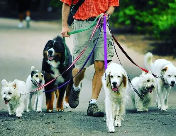 I have the experience to handle dogs of all sizes and temperaments, even in large groups. This picture shows a typical multi-dog walk, where I ensure each dog is safe, comfortable, and gets the attention they need. Managing a whole pack is my specialty.