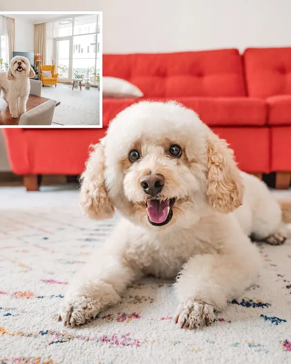 A happy bichon frise named Dinkan, a total goofball, smiles for the camera during an at-home shoot.