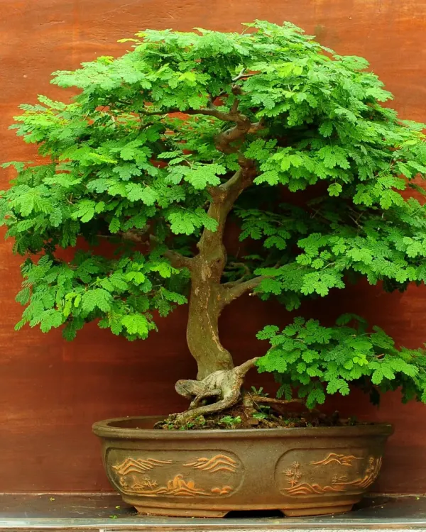This fully developed Raintree bonsai is a work of art. Its lush canopy and gracefully curved trunk are the result of many years of patient care and shaping.