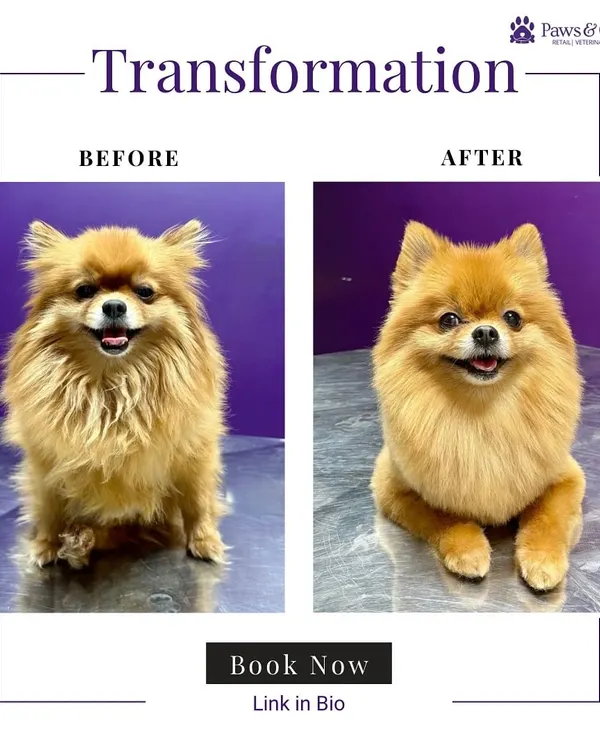 From shaggy to chic. This Pomeranian's transformation shows a complete grooming service, including a bath, blow-dry, and a teddy bear cut that highlights its adorable features while making the coat manageable and clean.
