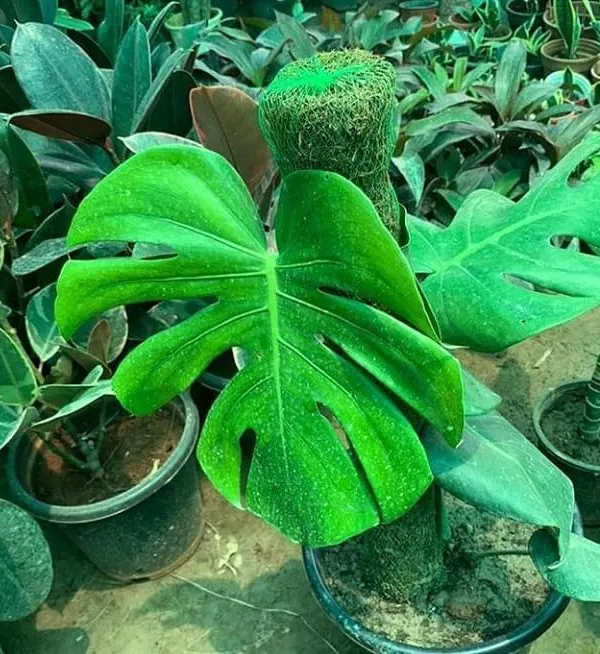 The iconic Monstera Deliciosa, complete with a moss stick for support. This is one of the most in-demand indoor plants, and I supply them healthy and ready to display.