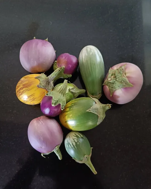 A beautiful and diverse harvest of brinjals from a single balcony garden. We help clients grow multiple varieties, including round purple, striped, and green types, all fresh and organic.