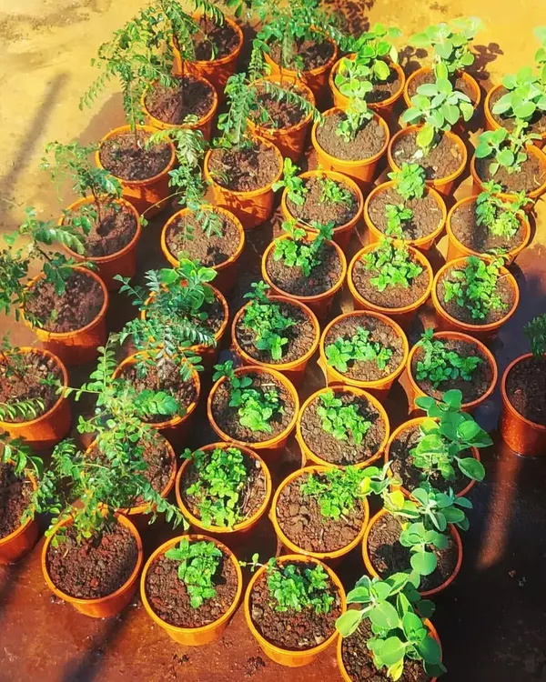 A fresh batch of kitchen herbs ready for delivery. This set includes curry leaves, mint, and ajwain, perfect for starting a fragrant and useful herb garden on a balcony or windowsill.