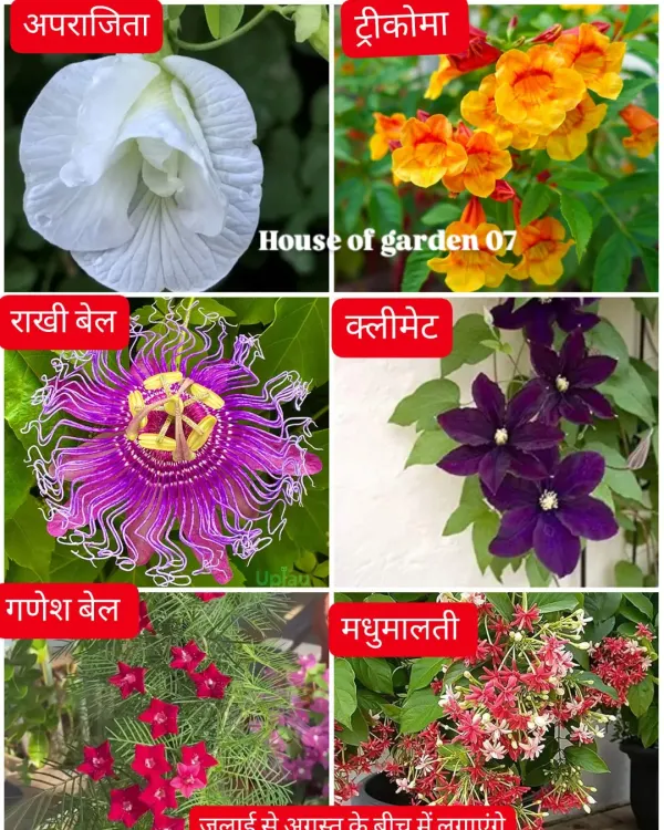 Here are 6 beautiful flowering vines that bloom wonderfully during the monsoon season in Mumbai, including Aparajita, Madhumalti, and Rakhi Bel. I can help you plant and care for them.