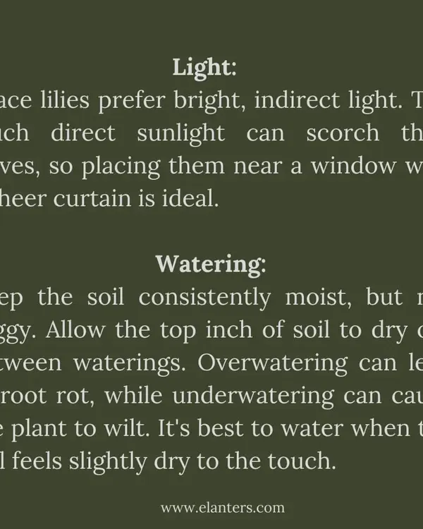 Peace Lily Care Part 1: These plants prefer bright, indirect light and consistently moist soil. Avoid direct sun and letting the soil dry out completely.