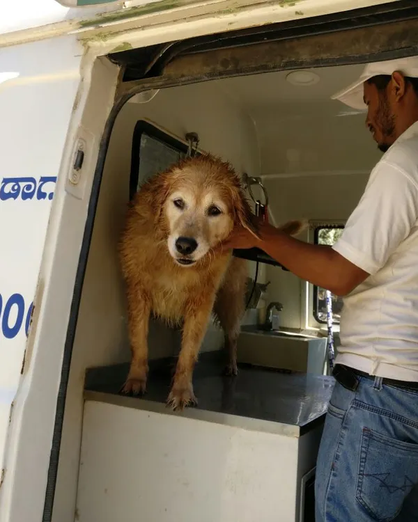 We believe every grooming session should be a positive experience. Here, one of our professional groomers is gently comforting a Golden Retriever after its bath inside our mobile grooming van in Bengaluru.