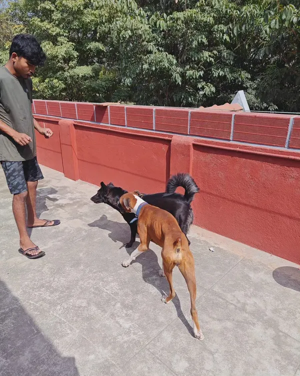 Here you can see supervised playtime in action. A member of my team guides a friendly interaction between a Boxer and another dog. This controlled socialization is key to helping dogs learn how to play and communicate safely.