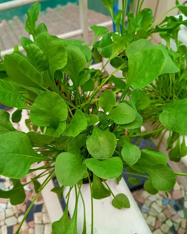 A dense bunch of arugula, also known as rocket, growing in a hydroponic channel. Its peppery taste is a fantastic addition to any fresh salad, grown right on your balcony.