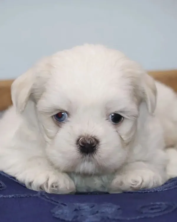 A close up of one of my snow white Shih Tzu puppies. This one has unique odd-colored eyes, a rare and beautiful trait. All my white puppies have pure coats and sweet faces.