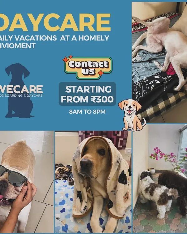 Our daycare service is perfect for when you have a long day at work. We're open from 8am to 8pm for a full day of fun.