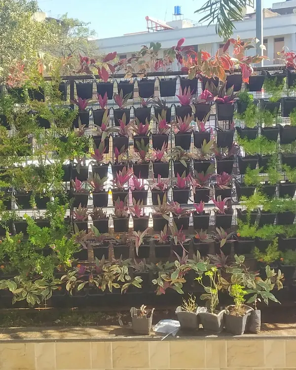 This is a close-up of the finished vertical garden for the Shirdi Nagarpanchyat project. You can see the pattern created by alternating different types of plants, like the purple and pink Tradescantia, which adds visual interest and texture to the living wall.