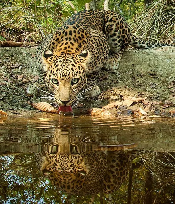 A male leopard quenches its thirst at an artificial waterhole, its intense gaze reflected perfectly on the water's surface. The symmetry and clarity of this camera trap image create a powerful and mesmerizing portrait.