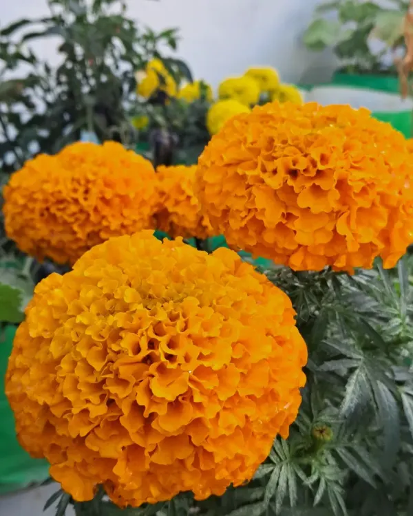A close up of a bright orange marigold flower from my terrace garden. These are very easy to grow and flower for a long time.