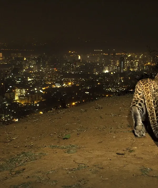 This leopard, walking on the edge of Mumbai, represents the core of my work: documenting the complex reality of human-animal coexistence. Capturing this moment required months of tracking and planning a remote camera setup to photograph the cat against the city lights, telling a story of shared spaces in a single frame.