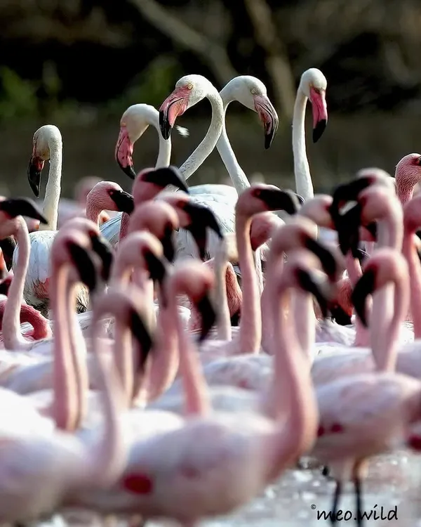 In a huge flock, I focused my lens to find this perfect moment where two flamingos formed a heart shape with their necks. It’s like they were the stars of the show, standing out in the beautiful chaos.