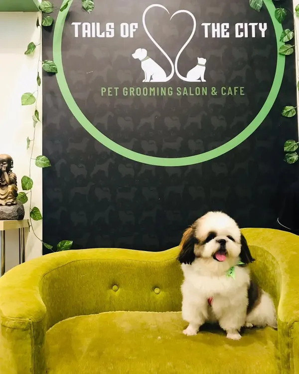 Dollar the Shih Tzu is looking dapper and proud after his grooming session, sitting happily on our signature green sofa.