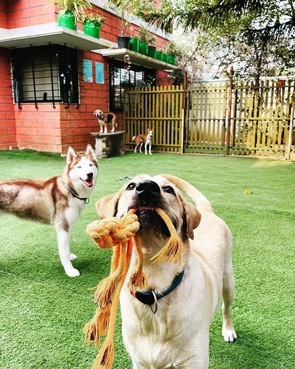 This is what a 'pawcation' looks like at my house! Here's a happy Labrador and a beautiful Siberian Husky enjoying the open space in our fully-fenced yard. We have plenty of durable toys to keep everyone engaged and active during our supervised group play sessions.