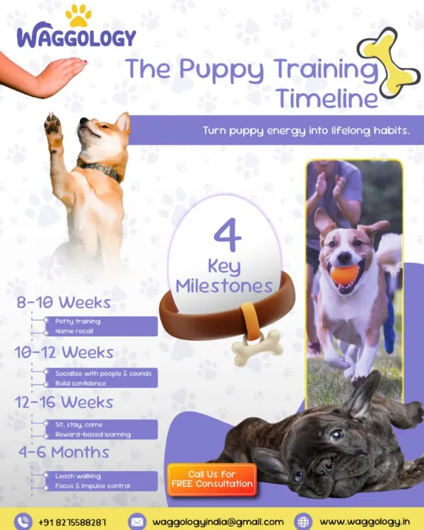 A puppy's first few months are critical for development. This timeline outlines the key milestones for training, from potty training at 8 weeks to leash walking at 4-6 months, helping you turn puppy energy into lifelong habits.