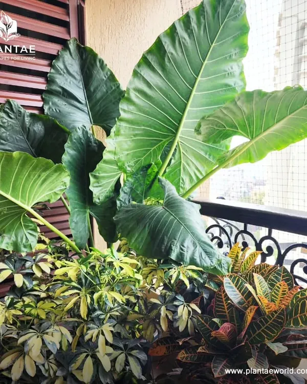 This Worli apartment balcony was transformed into a dense, tropical paradise. I used a mix of large leaf Alocasia, variegated crotons, and Schefflera to create a layered effect that provides privacy and a stunning view from inside.