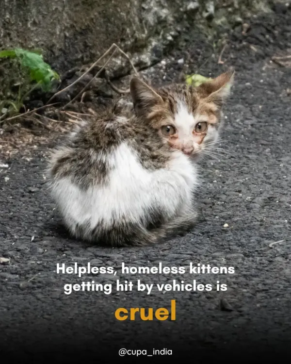 This is the reality we fight against every day. Helpless, homeless kittens getting hit by vehicles is a direct result of uncontrolled breeding. This is cruel, and neutering is the only way to prevent it.