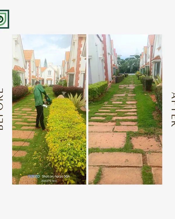 A before-and-after look at our hedge trimming service in Jakkur. We tamed the overgrown yellow hedge, creating a clean, manicured walkway that completely transforms the entrance.