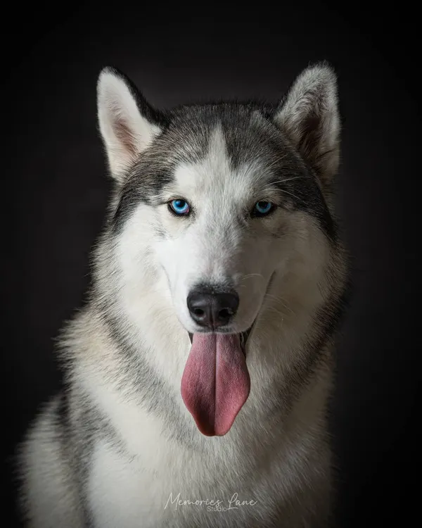 A classic portrait is all about the connection. With a dark, unobtrusive background, this Husky's bright blue eyes and gentle smile become the complete focus, showing his friendly and noble spirit.