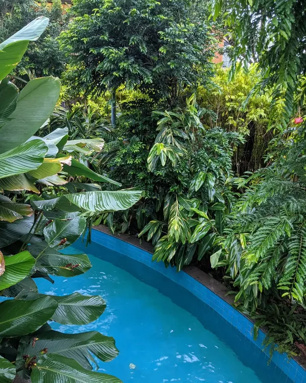 A stream of clear blue water is surrounded by a dense, tropical jungle of plants. This design creates the feeling of a natural swimming hole, completely secluded and private.