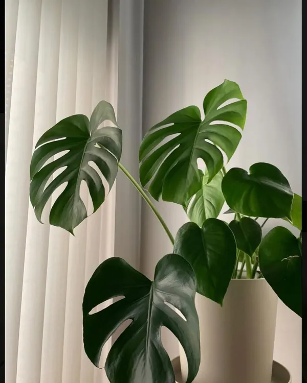 I always try to bring a touch of nature inside. A beautiful Monstera plant can add life, color, and a sense of calm to any corner of a home.