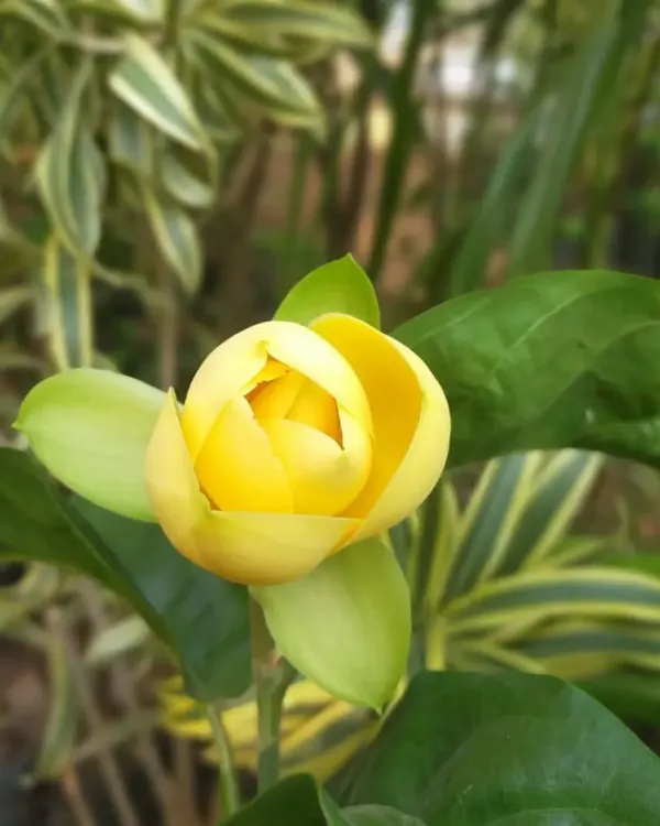 The beautiful, cup-shaped yellow Magnolia flower, known locally as kavathi chafa, is prized for its strong, sweet fragrance. I stock healthy shrubs that will produce these lovely blooms in your garden.