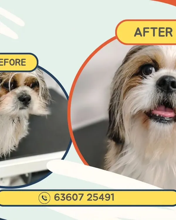 From shaggy to chic. This before and after shows how a proper grooming session can completely refresh a Shih Tzu's look, making their coat manageable and highlighting their adorable features.