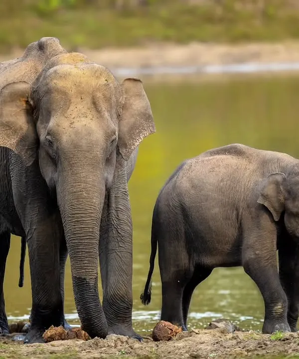 A dose of cuteness from the Kabini backwaters. This series captures the tender moments between an elephant mother and her calf as they enjoy a summer day by the water in Nagarahole Tiger Reserve.