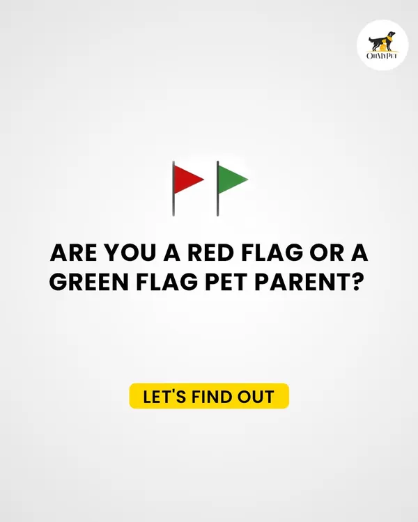 For a bit of fun, let's find out if you're a red flag or green flag pet parent when it comes to grooming. It's all about teamwork to make the experience great for your pet.