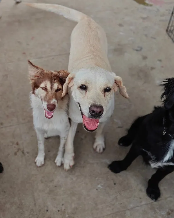 This is Yoshi, a sweet foster mama, with her friends. Her story is one of love and resilience, and fostering her was a profound experience that reinforces my commitment to every animal in my care.