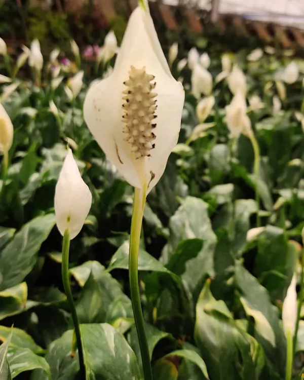 A close up of a Peace Lily flower. These are wonderful indoor plants because they have beautiful white flowers and are great at purifying the air.