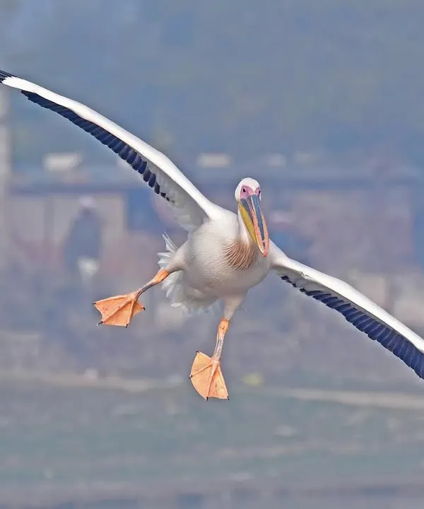 The Great White Pelican is a master of the air, appearing remarkably buoyant for its size. Here, one comes in for a landing, showcasing its enormous ten foot wingspan and the precision required to control it.