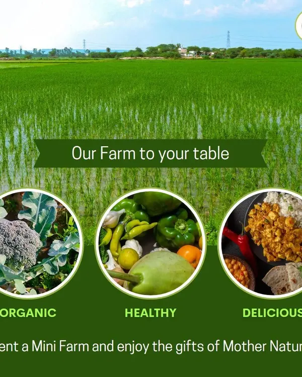 A panoramic view of our lush green farm. This is the source of all our organic, healthy, and delicious produce. We invite you to visit and see for yourself how we turn seeds into nourishment for your table.