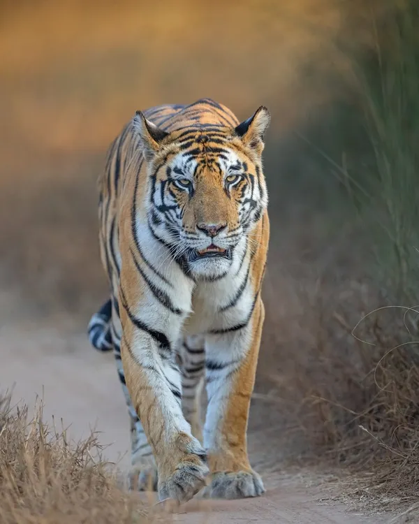 Grace in every step, power in every stride. This magnificent tiger from Panna Tiger Reserve embodies the raw spirit of the Indian jungle, captured in a moment of direct, soulful connection.