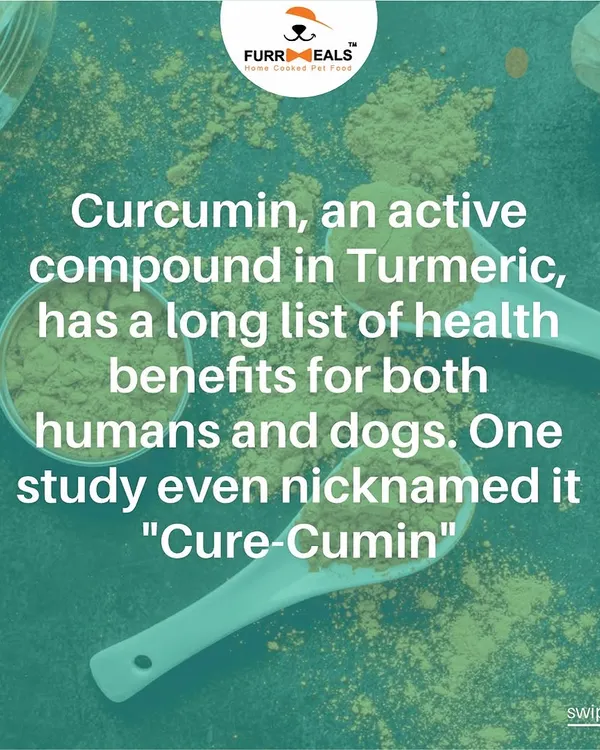 Turmeric, or "Cure-Cumin," is a powerful spice with thousands of studies backing its health benefits for dogs. It's a natural anti-inflammatory that can help with everything from arthritis to digestion.