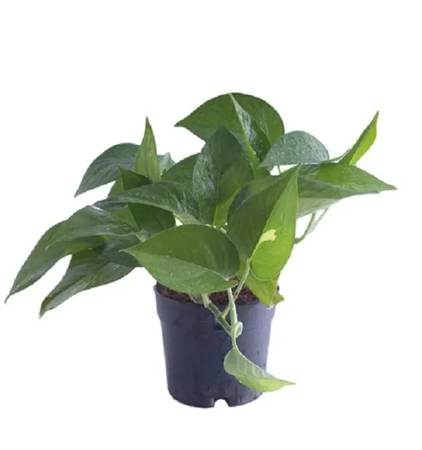 A classic Money Plant, or Pothos, in a basic nursery pot. This is one of the easiest and most rewarding indoor plants for beginners, known for its air purifying qualities.
