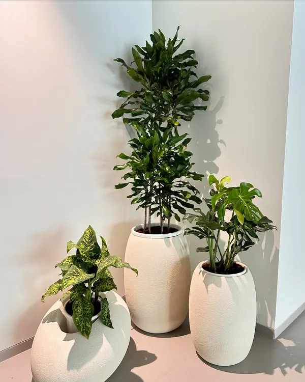 This is a perfect example of how to style an empty corner. I used a trio of plants with varying heights and leaf shapes, all in matching off-white planters, to create a clean, modern, and cohesive green moment.