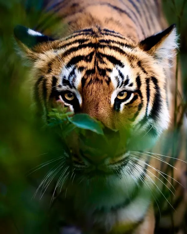 A young tiger peers through the dense foliage, giving us an incredibly close and intimate view. Moments like these are a reminder of how crucial it is to be silent and patient in their habitat.