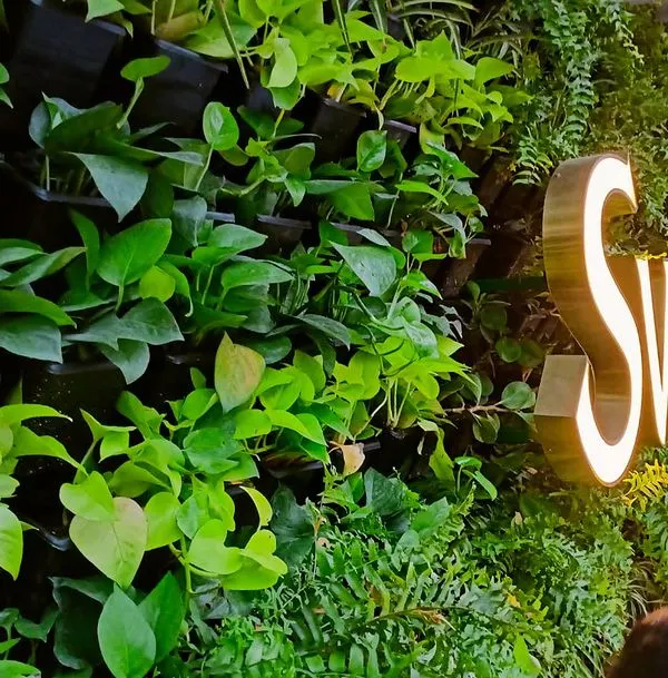 A close-up of the lush vertical garden at Swathi Gardenia. We used a variety of green foliage plants like money plants and ferns to create a rich texture and a vibrant, living wall that thrives in an urban environment.