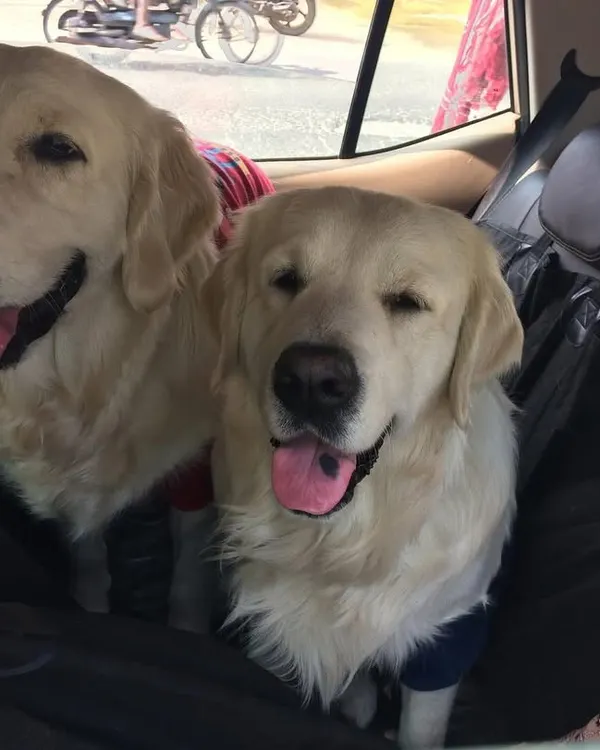 Our first-ever road trip with the dogs back in 2019. This is where it all began. They are sitting comfortably in the back seat with a car seat cover, a must-have for pet travel.