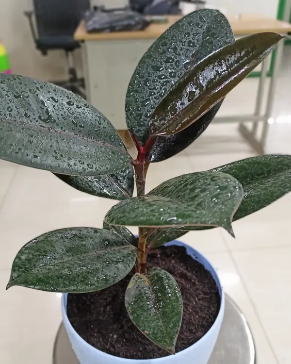 The Rubber Plant (Ficus elastica) is a stunning indoor plant with large, glossy leaves. It's also a powerful air purifier, known for removing formaldehyde from the air.