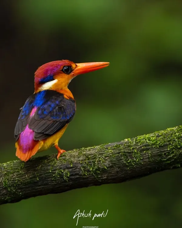 The Oriental Dwarf Kingfisher, a true 'colour bomber'. This shot, taken in Panvel, showcases its stunning plumage. I share the exact camera settings (Nikon D7500, 200-500mm lens) to help you get similar results.