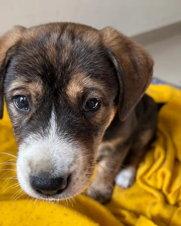 This little face is why we do what we do. Meet Golu, a 2-month-old Indie pup full of curiosity and love. He is vaccinated, healthy, and is the perfect example of the amazing companions waiting for a home right here in Delhi NCR.