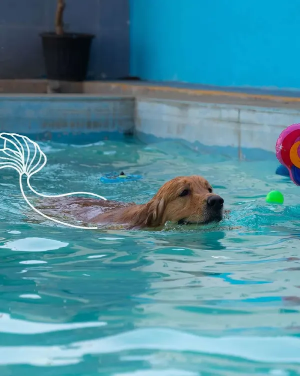 Just keep swimming. This golden retriever is enjoying a refreshing dip, a perfect activity for joint health and a whole lot of fun.