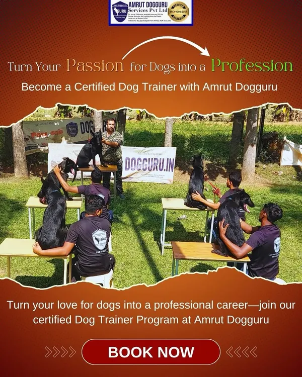 This is where you can turn your passion for dogs into a real, respected profession. My certification program is a hands-on journey into canine psychology, designed to make you a true expert.